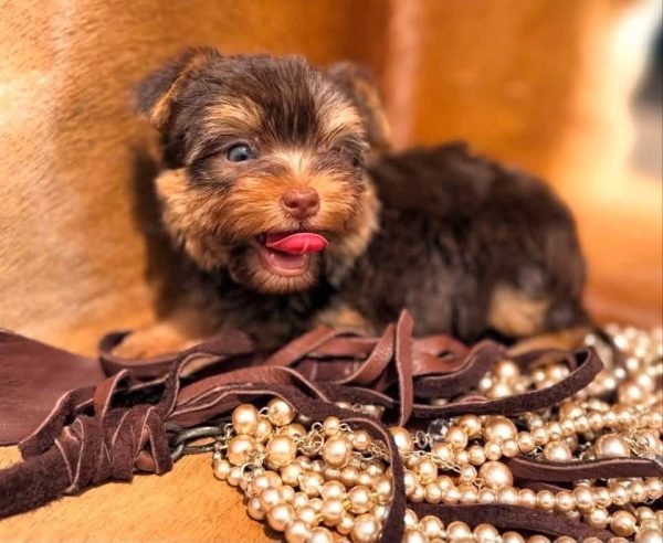 Teddy, Yorkshire Terrier