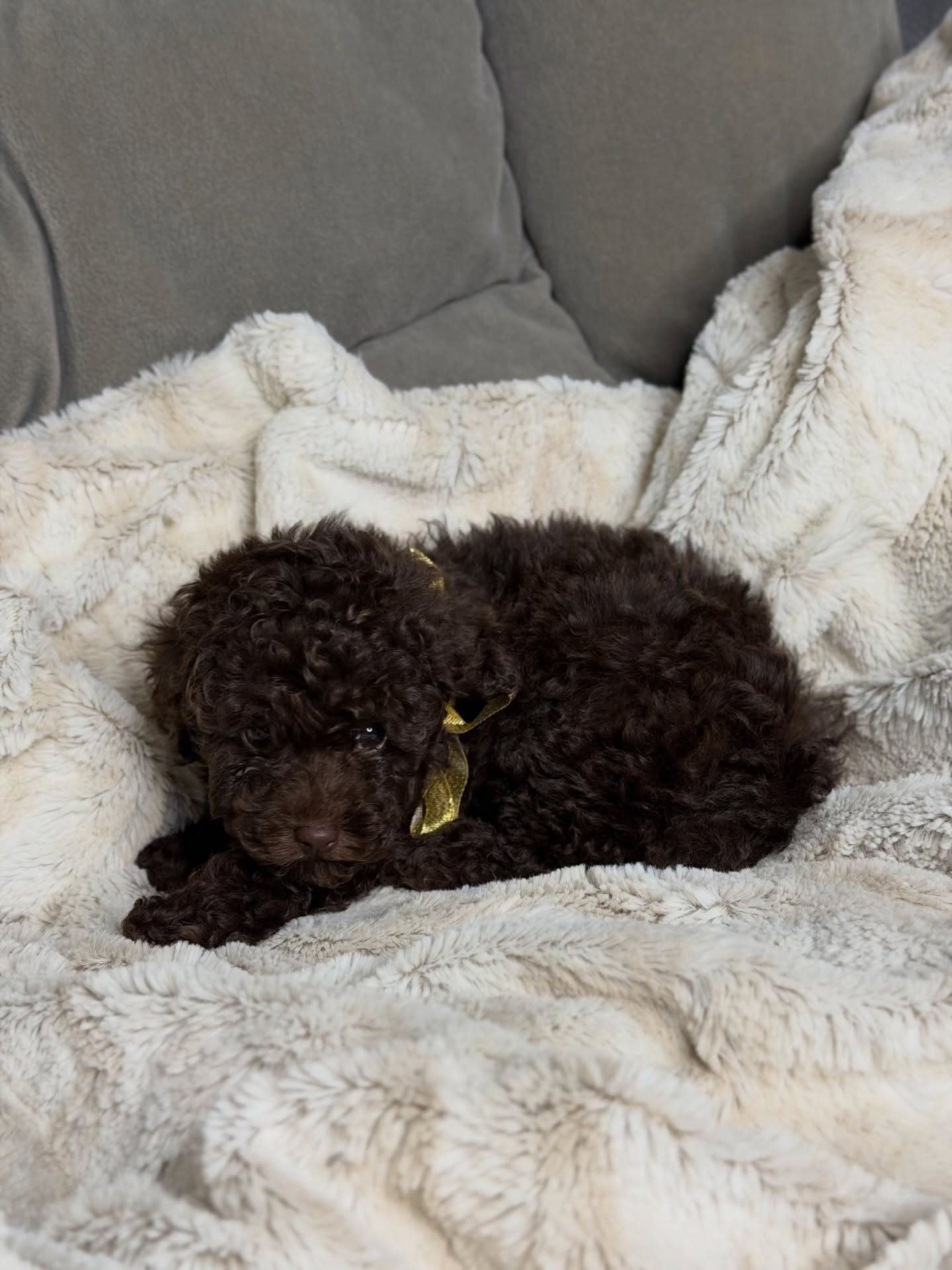 Zoey