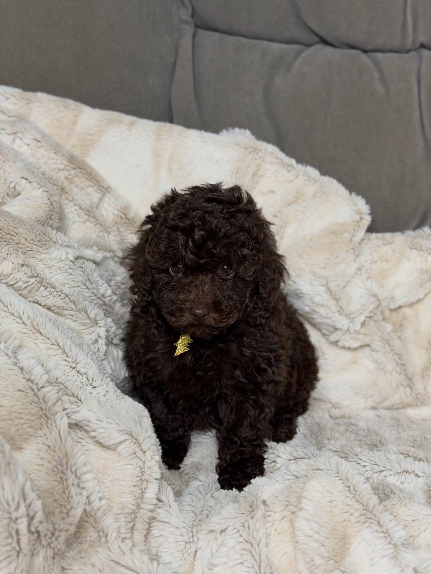 Zoey