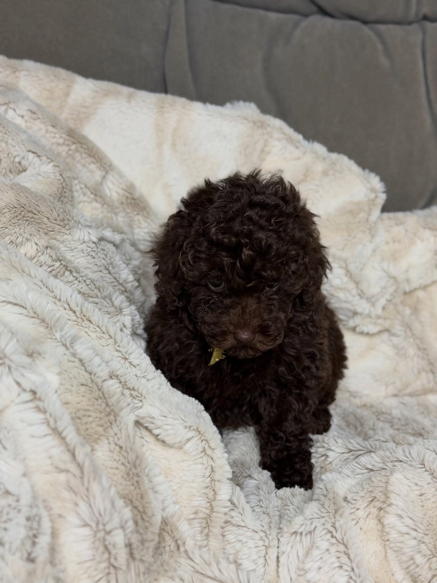 Zoey