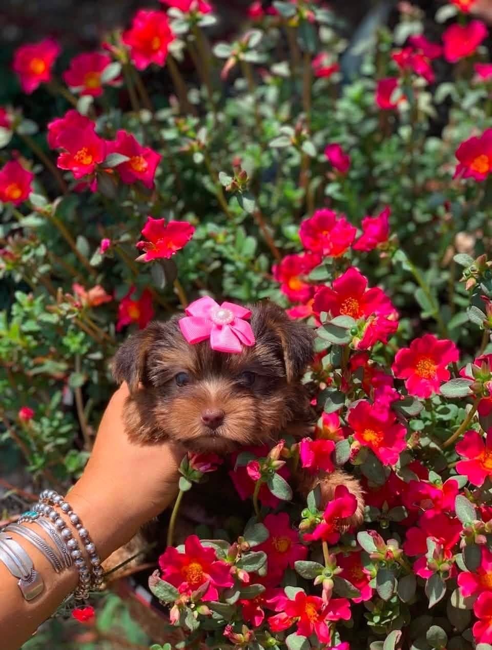 Molly