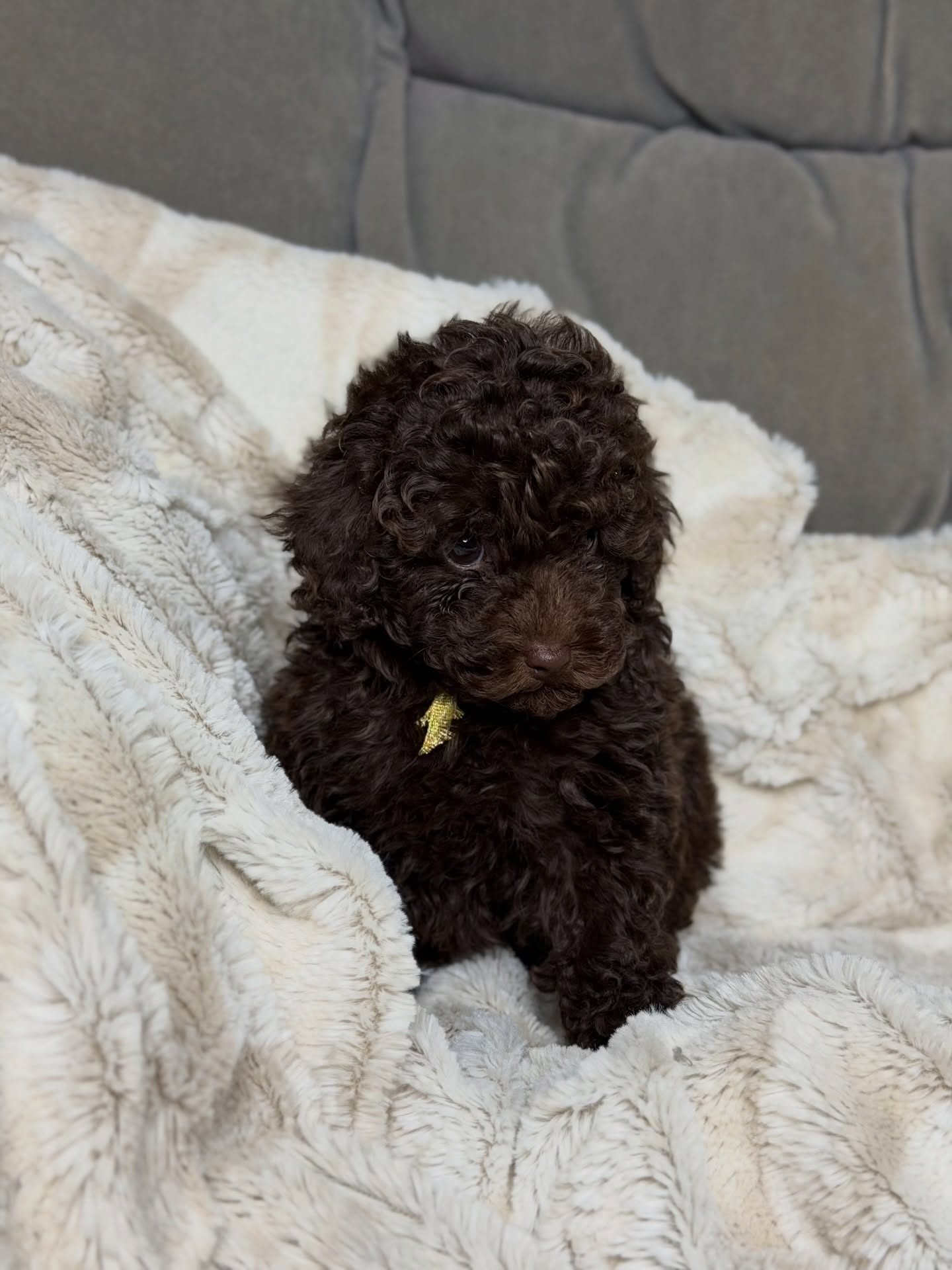 Zoey
