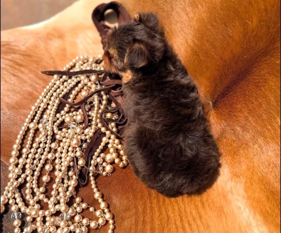 Teddy