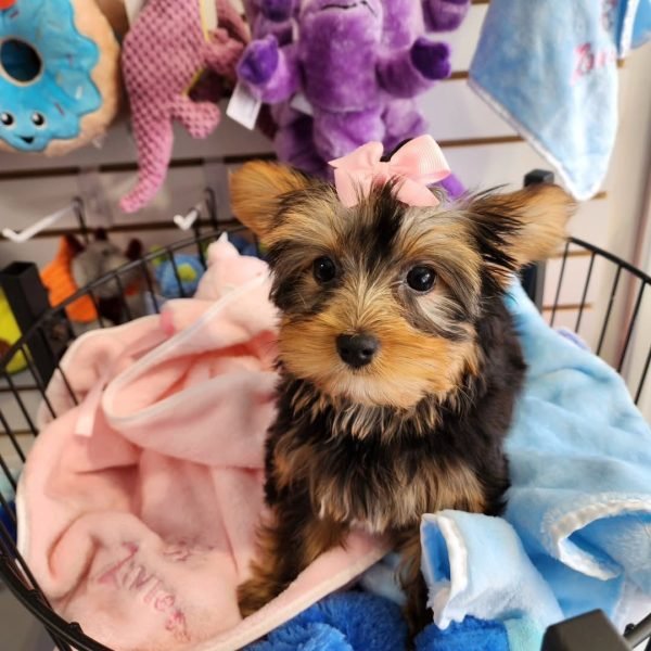 Sunny, Yorkshire Terrier
